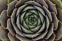 Sempervivum "Storm Chaser"