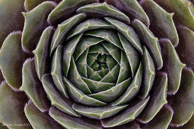 Sempervivum "Storm Chaser"