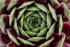 Sempervivum "Party Girl"