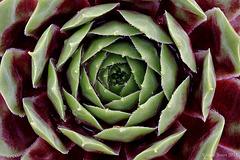 Sempervivum "Party Girl"