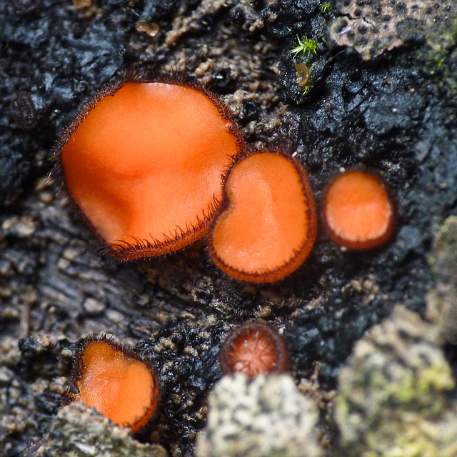 Eyelash Fungi