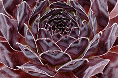 Sempervivum "Intensity"