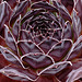 Sempervivum "Intensity"