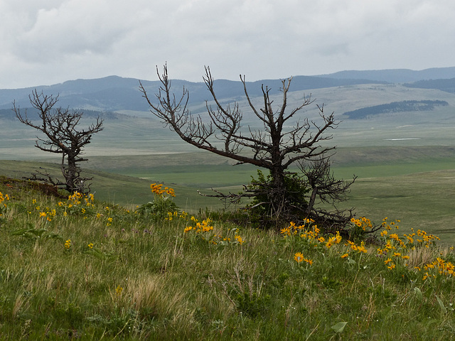 Old limbs and youthful beauty