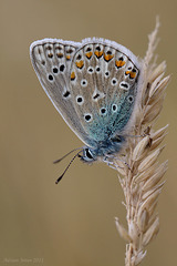 common_blue_005