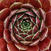 sempervivum_001