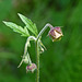 Purple Avens / Geum rivale