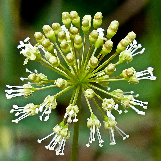 Sarsaparilla