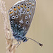 common_blue_007