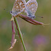 common_blues_005