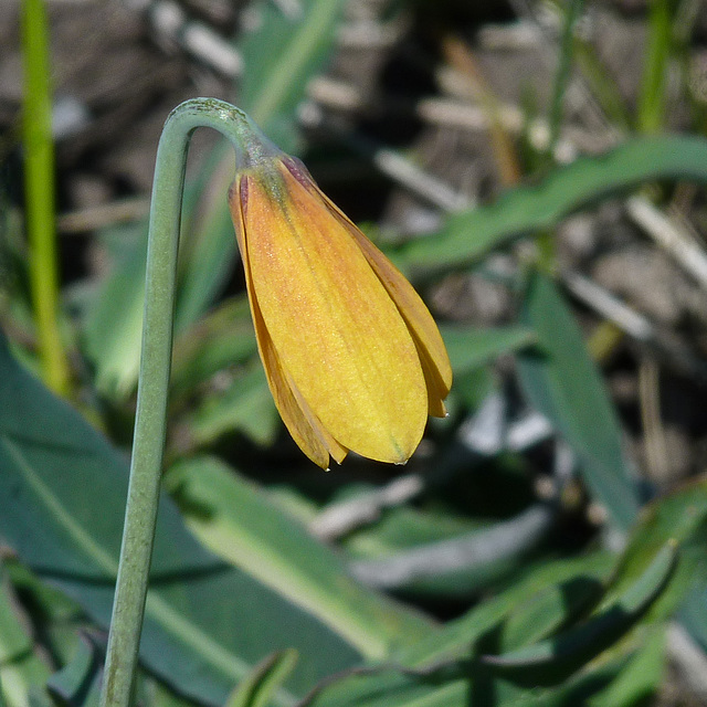 Yellow Bells / Fritillaria pudica