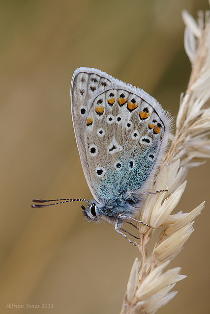 common_blue_006