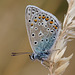 common_blue_006