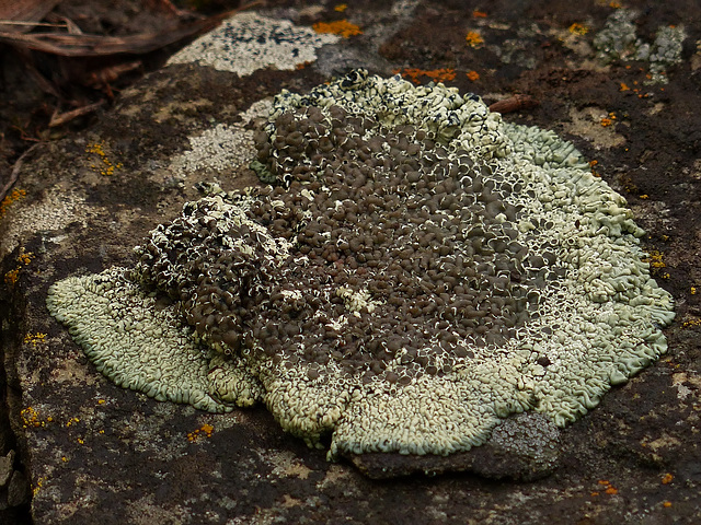 Lichen Lichen