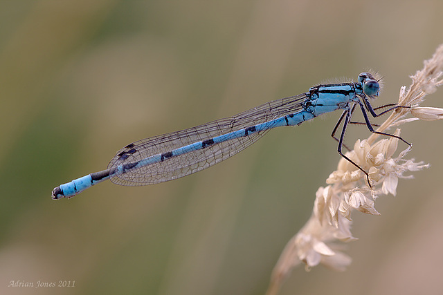 damselfly_001