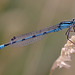 damselfly_001