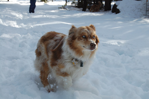 Jill in the snow
