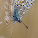 common_blue_003