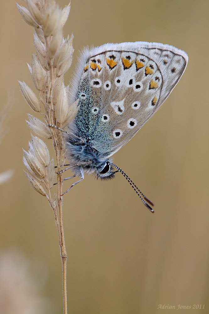 common_blue_003