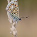 common_blue_002