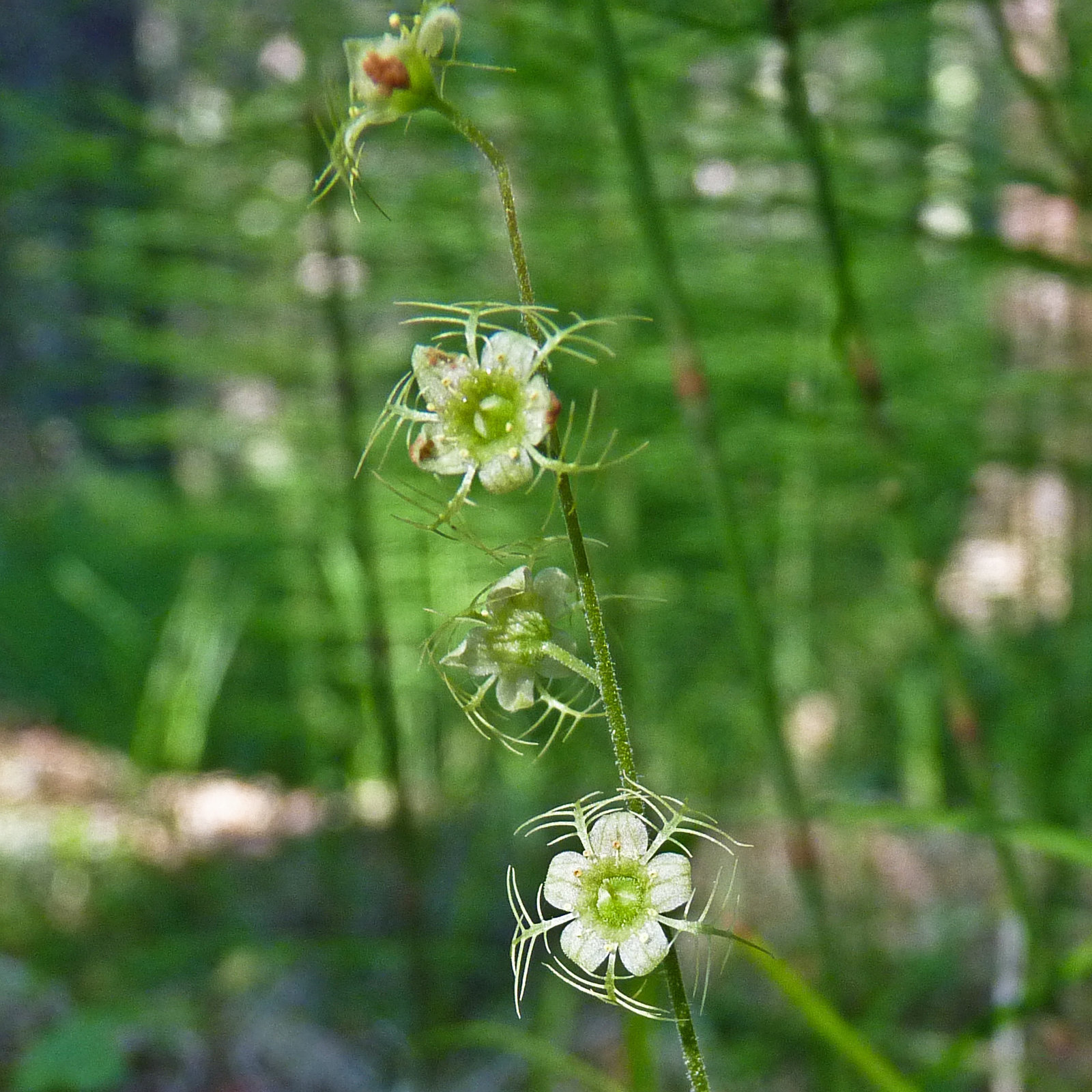 Naked Mitrewort / Mitella nuda