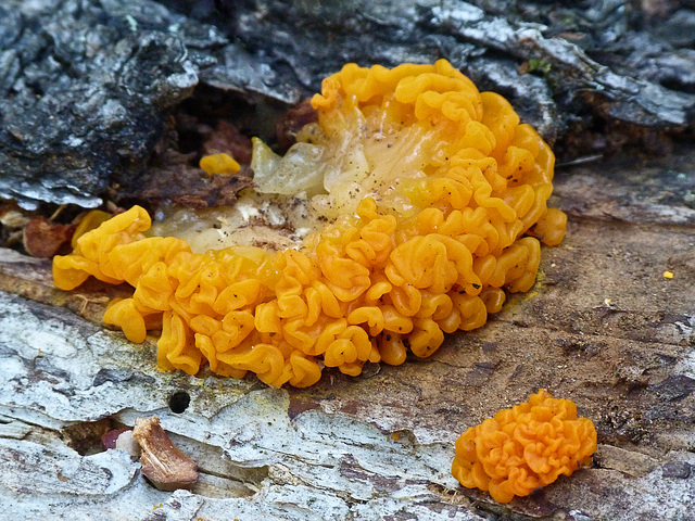Is this Tremella aurantia jelly fungus with host?