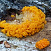 Is this Tremella aurantia jelly fungus with host?