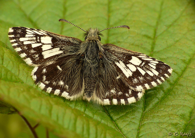 Grizzled Skipper ab. taras