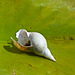 Little treasure on a Lilypad