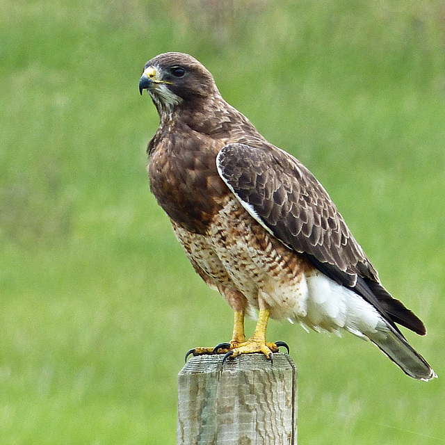 Swainson's Hawk