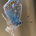 common_blue_001