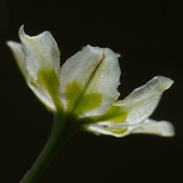 White Camas / Zigadenus elegans