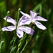 Skeletonweed / Lygodesmia juncea