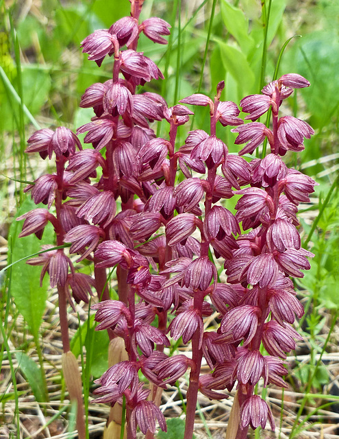 Striped Coralroot