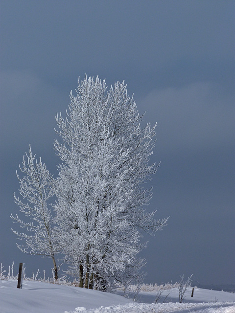 Winter colour Winter colour