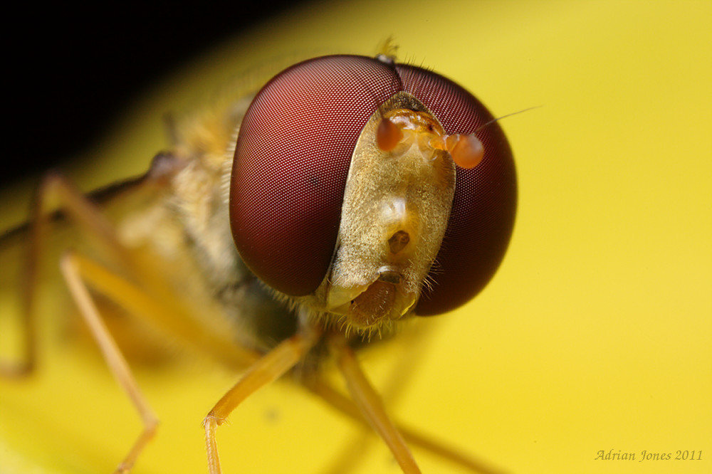 hoverfly_005