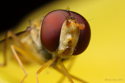 hoverfly_005
