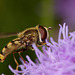 hoverfly_002