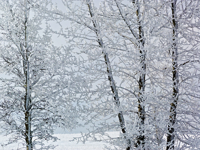 Lace curtains of winter