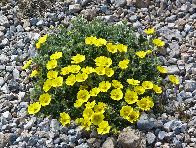 Is this Snow Cinquefoil / Potentilla nivea