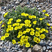 Is this Snow Cinquefoil / Potentilla nivea