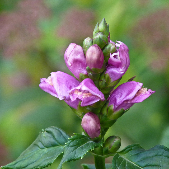 Turtlehead / Chelone