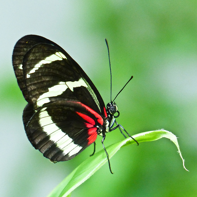 Heliconius sp