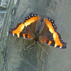 Milbert's Tortoiseshell