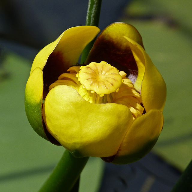 Taken from a canoe : )