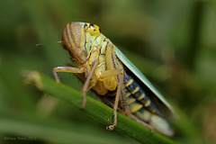 leafhopper_001