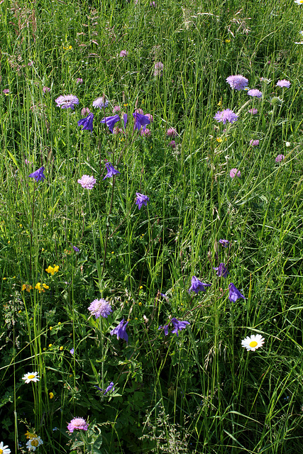 Prairie printanière - Knautias et Ancolies