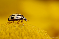 ladybird_001