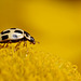 ladybird_001