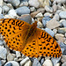 Fritillary